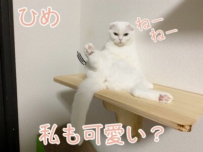 ひめ291