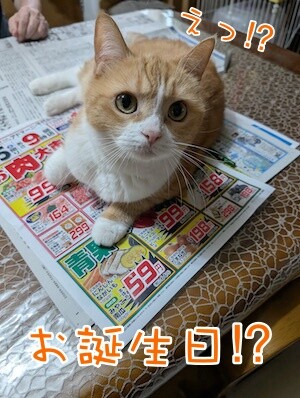 ココナッツ73