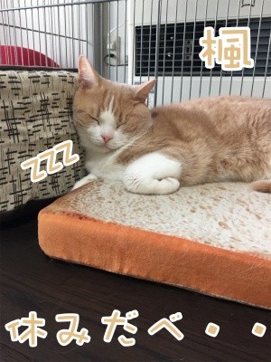 楓288