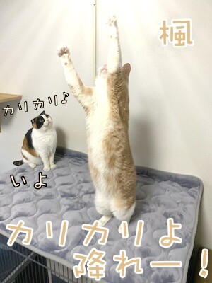 楓124