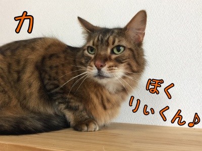 力16