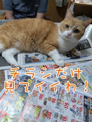 ココナッツ74