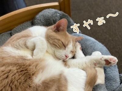 楓23