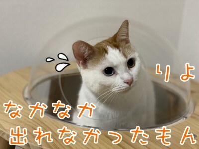 りよ186