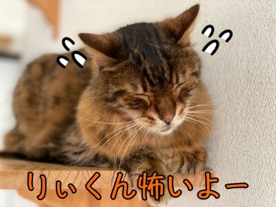 力36