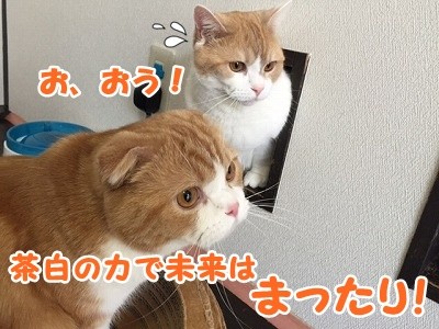 みんな (155)