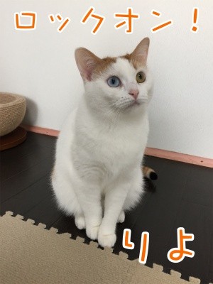 りよ97