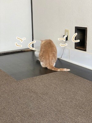 楓62