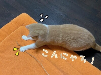 楓983