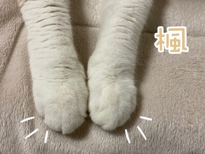 楓1016