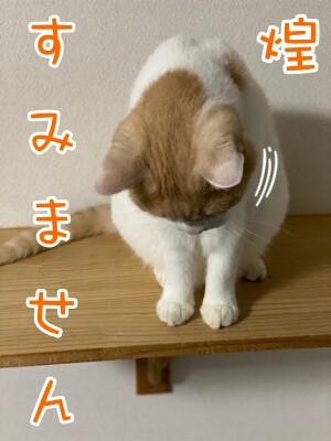煌236