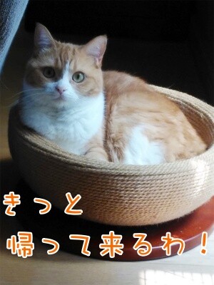 ココナッツ161