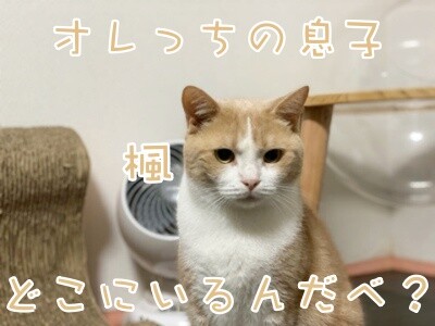 楓964