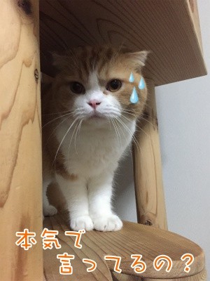 陽51
