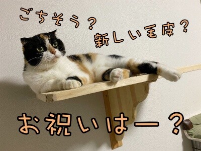 そよ231