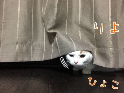 りよ26
