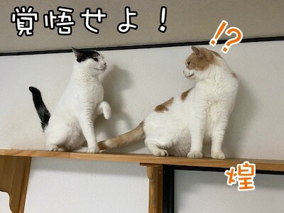 ココナッツ15