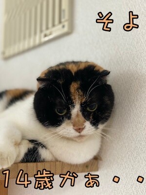 そよ56