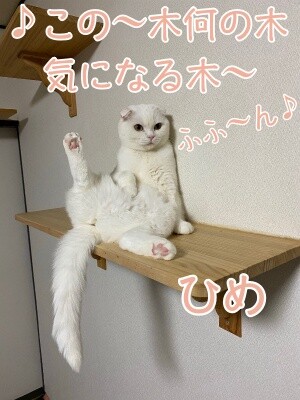 ひめ253