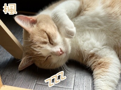 楓712