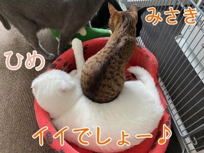 みんな2437