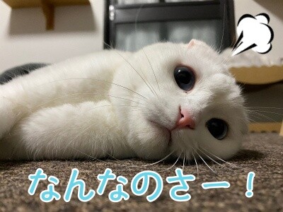 殿774