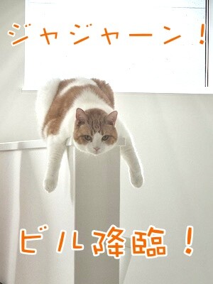 ベルビル234