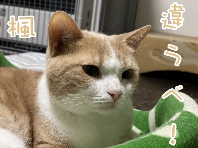 楓633