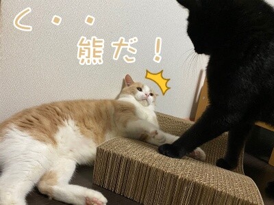 楓977