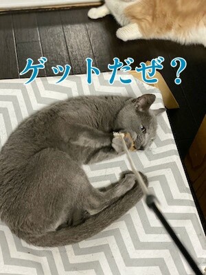 京36