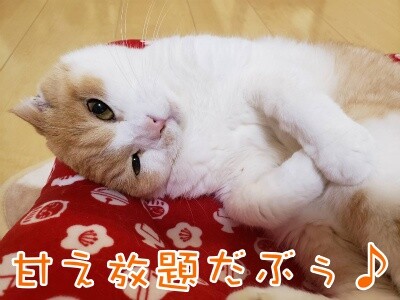凌53