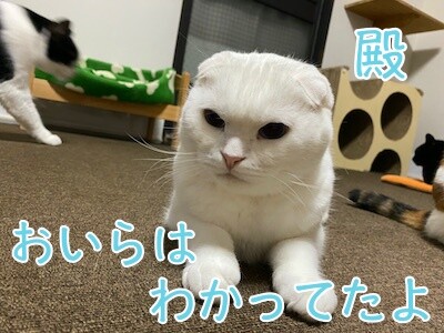 殿83