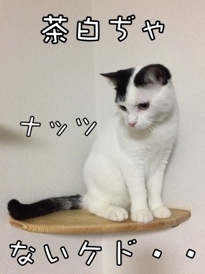 ココナッツ43