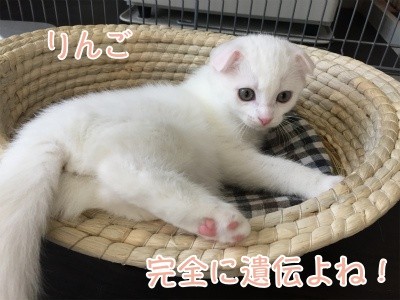 もえチビ40