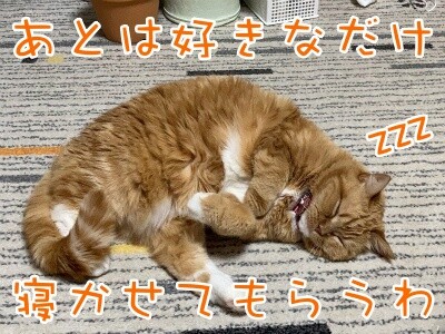 きなこ46
