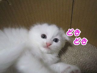 もえ (89)