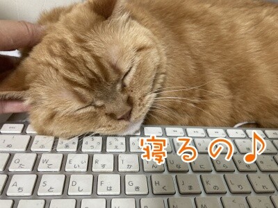 きなこ44