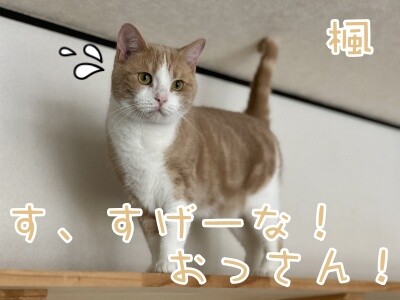 楓706