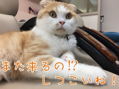 珠若262