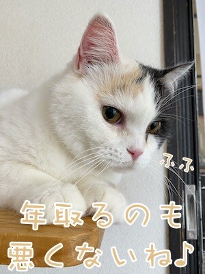 ひよ16