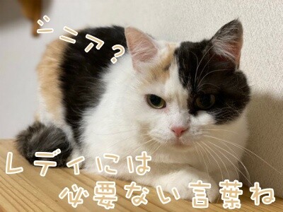 ひよ47