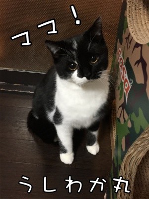 茶牛37