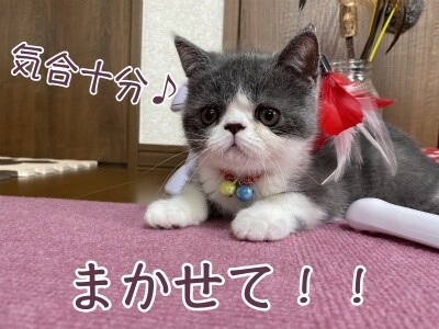 ぺき8