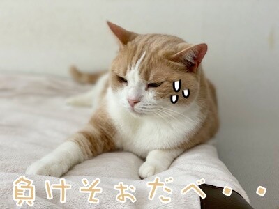 楓90