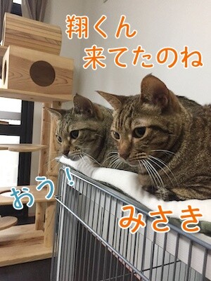 翔383