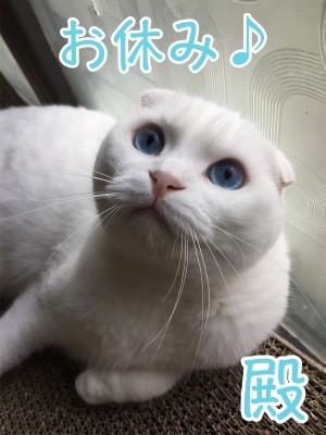 殿443
