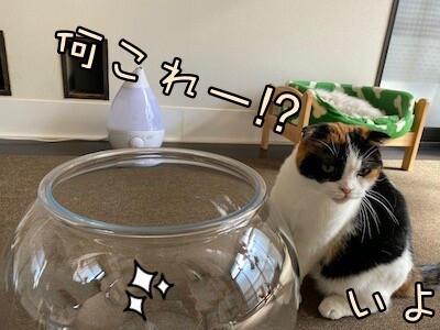 いよ565