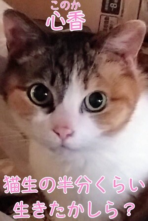 こここ33
