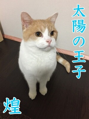 2020選挙4