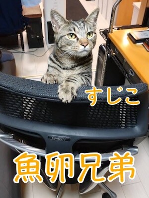 魚卵189